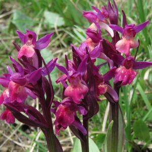  - Dactylorhiza sambucina f. rubra (Winterl) Hyl.