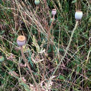 Photographie n°2320376 du taxon Papaver rhoeas L.