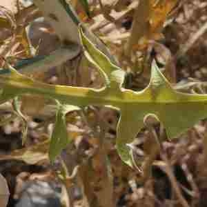 Photographie n°2320460 du taxon Lactuca viminea (L.) J.Presl & C.Presl [1819]