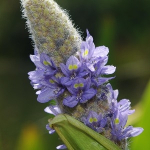 Photographie n°2320474 du taxon Pontederia cordata L. [1753]