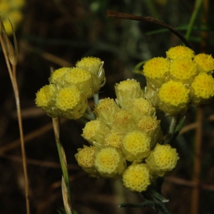 Photographie n°2320550 du taxon Helichrysum stoechas (L.) Moench