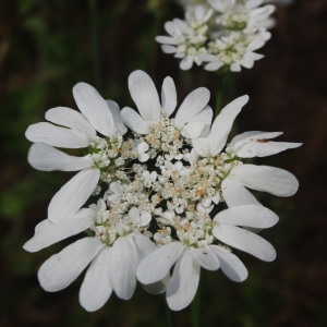 Photographie n°2320552 du taxon Orlaya grandiflora (L.) Hoffm.