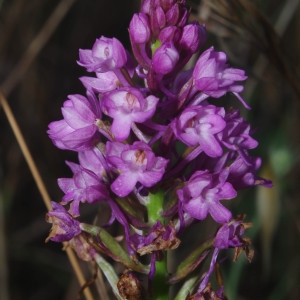 Photographie n°2320563 du taxon Anacamptis pyramidalis (L.) Rich. [1817]