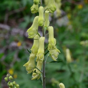 Photographie n°2320607 du taxon Aconitum lycoctonum L. [1753]