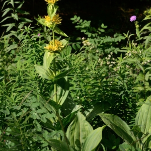 Photographie n°2320610 du taxon Gentiana lutea L. [1753]