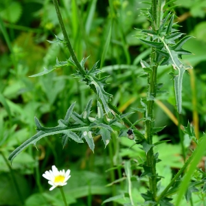 Photographie n°2320617 du taxon Carduus defloratus L. [1759]