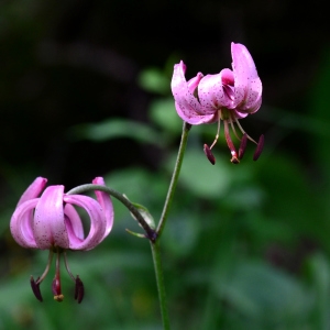 Photographie n°2320619 du taxon Lilium martagon L. [1753]