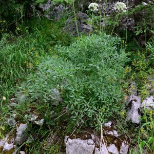 Photographie n°2320622 du taxon Siler montanum Crantz