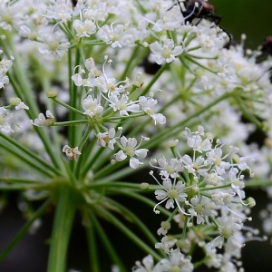 Photographie n°2320623 du taxon Siler montanum Crantz