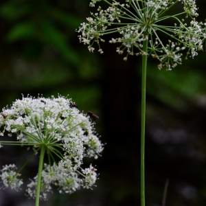 Photographie n°2320630 du taxon Siler montanum Crantz [1767]