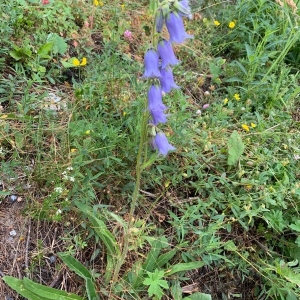 Photographie n°2320631 du taxon Campanula barbata L. [1759]