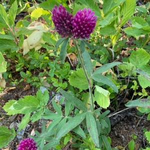 Photographie n°2320632 du taxon Trifolium alpestre L. [1763]