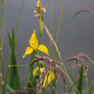 Photographie n°2320680 du taxon Iris pseudacorus L. [1753]