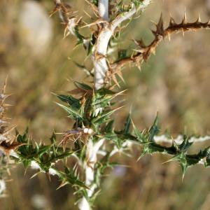 Photographie n°2320729 du taxon Echinops ritro L. [1753]