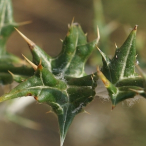 Photographie n°2320731 du taxon Echinops ritro L. [1753]