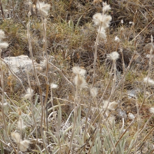 Photographie n°2320739 du taxon Phlomis lychnitis L. [1753]