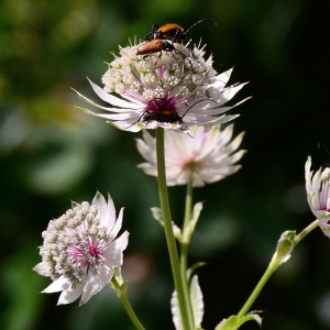 Photographie n°2320784 du taxon Astrantia major L. [1753]