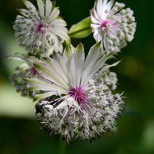 Photographie n°2320785 du taxon Astrantia major L. [1753]