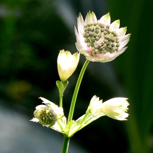 Photographie n°2320787 du taxon Astrantia major L. [1753]