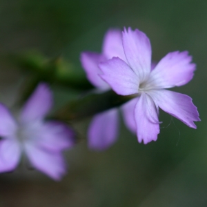 Photographie n°2320816 du taxon Dianthus seguieri subsp. requienii (Godr.) Bernal, Laínz & Muñoz Garm. [1987]