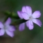  Liliane Roubaudi - Dianthus seguieri subsp. requienii (Godr.) Bernal, Laínz & Muñoz Garm. [1987]