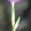  Liliane Roubaudi - Dianthus seguieri subsp. requienii (Godr.) Bernal, Laínz & Muñoz Garm. [1987]