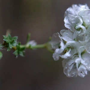 Paronychia kapela (Hacq.) A.Kern. (Paronyque de Kapel)