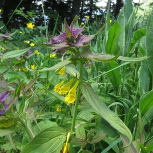 Photographie n°2320835 du taxon Melampyrum nemorosum L.