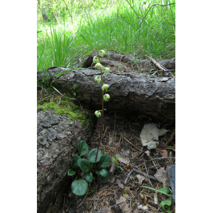 Pyrola sp.