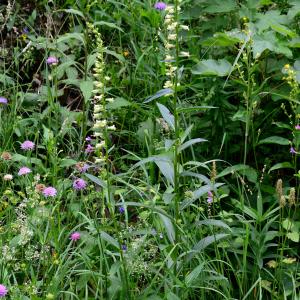 Photographie n°2320926 du taxon Digitalis lutea L. [1753]