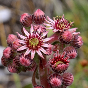 Photographie n°2320928 du taxon Sempervivum montanum L. [1753]