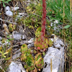 Photographie n°2320932 du taxon Sempervivum montanum L. [1753]