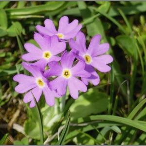 Photographie n°2320941 du taxon Primula farinosa L. [1753]