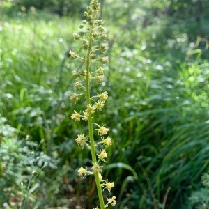 Photographie n°2320979 du taxon Reseda lutea L. [1753]