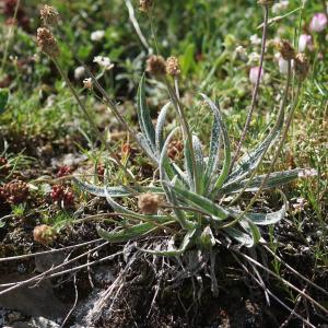 Photographie n°2321000 du taxon Plantago monosperma Pourr. [1788]