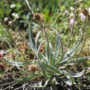 Photographie n°2321004 du taxon Plantago monosperma Pourr. [1788]