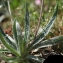  Liliane Roubaudi - Plantago monosperma Pourr. [1788]