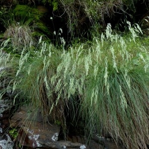 Photographie n°2321048 du taxon Festuca arvernensis Auquier, Kerguélen & Markgr.-Dann. [1978]