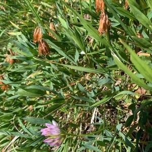 Photographie n°2321065 du taxon Trifolium alpinum L. [1753]