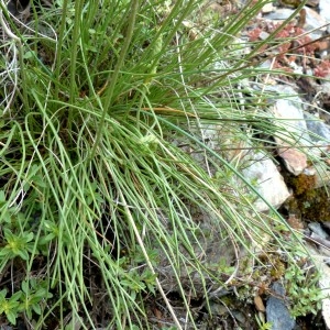 Photographie n°2321108 du taxon Plantago holosteum Scop.