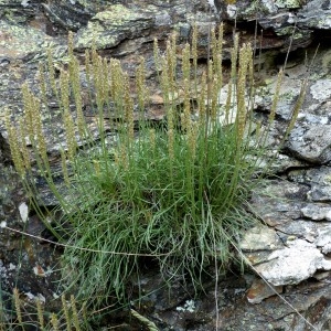 Photographie n°2321110 du taxon Plantago holosteum Scop.