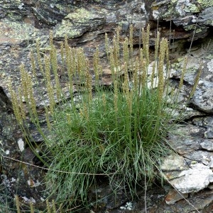 Photographie n°2321111 du taxon Plantago holosteum Scop.