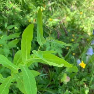 Photographie n°2321127 du taxon Prenanthes purpurea L. [1753]