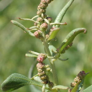 Photographie n°2321129 du taxon Atriplex prostrata Boucher ex DC. [1805]