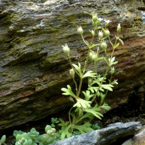 Photographie n°2321155 du taxon Saxifraga tridactylites L. [1753]