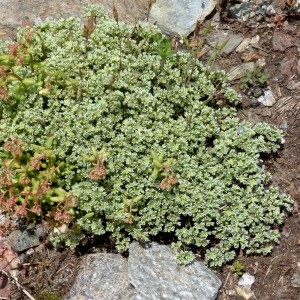 Photographie n°2321156 du taxon Scleranthus perennis L.