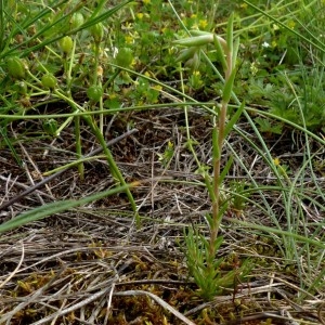 Photographie n°2321159 du taxon Sedum amplexicaule DC. [1808]