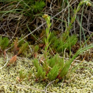 Photographie n°2321164 du taxon Sedum amplexicaule DC. [1808]