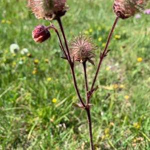 Photographie n°2321172 du taxon Geum rivale L. [1753]