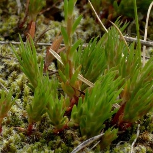 Photographie n°2321173 du taxon Sedum amplexicaule DC. [1808]